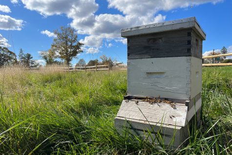 The Sacred Heart honeybees return to their hives for the winter as the Environmental Stewardship Committee works for campus sustainability.