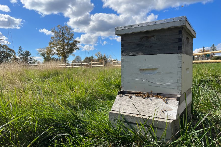 The+Sacred+Heart+honeybees+return+to+their+hives+for+the+winter+as+the+Environmental+Stewardship+Committee+works+for+campus+sustainability.
