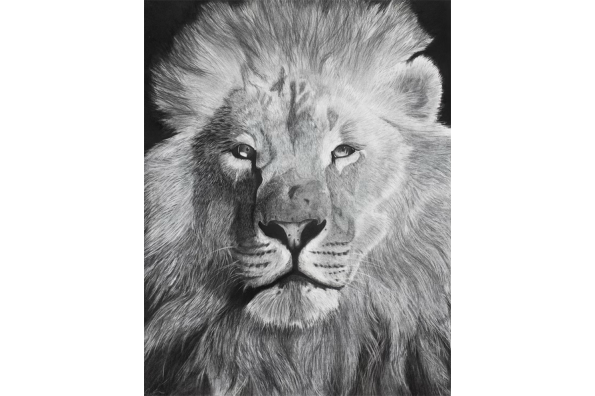 Portrait of a Lion  Courtesy of Lila OBrien 24