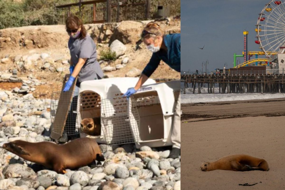 Experts are tracking the sea lion's are taking them in to see how the algea is harming them. 