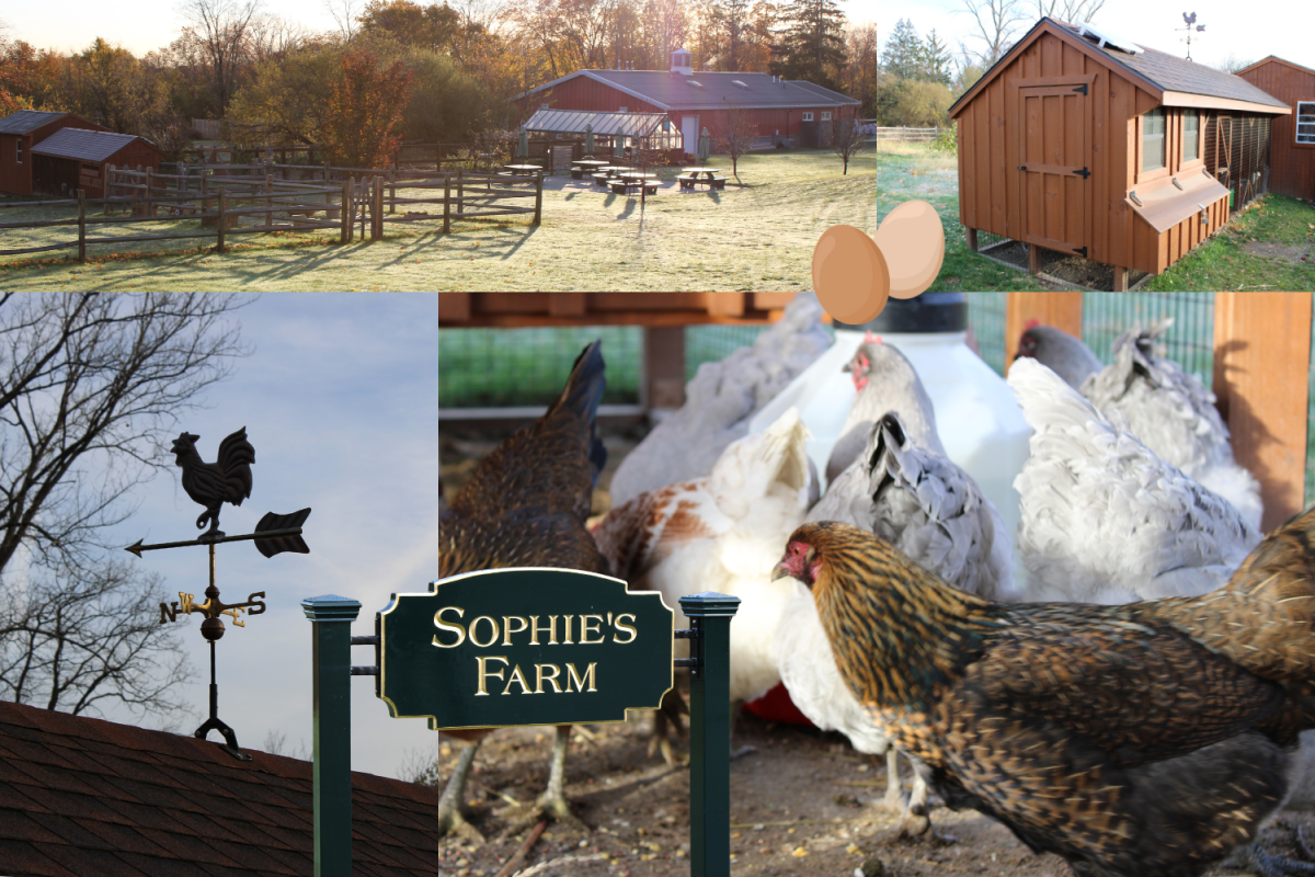 Sophie’s Farm offers students hands-on learning experiences that connect them to nature and spark curiosity.